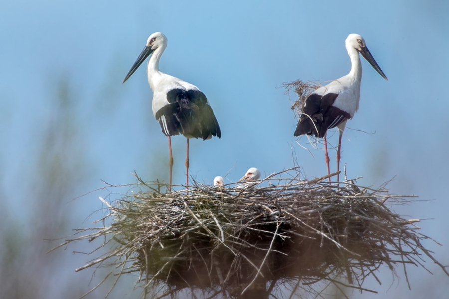 Верным мужьям