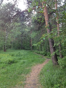 Фотостихи. Лесная тропа