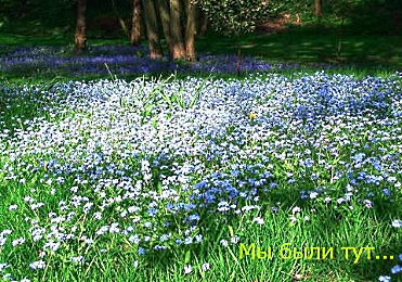 Незабудкина поляна, мы там были