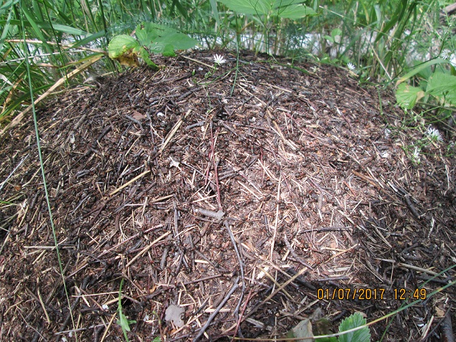 Перешагивая...