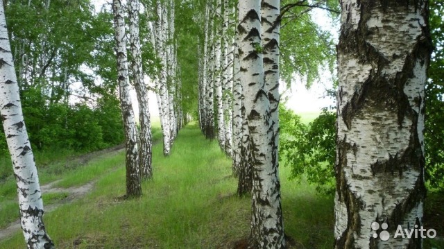 Россия - это не одни берёзы!