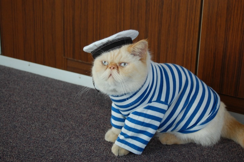 Кот матрос интернет магазин