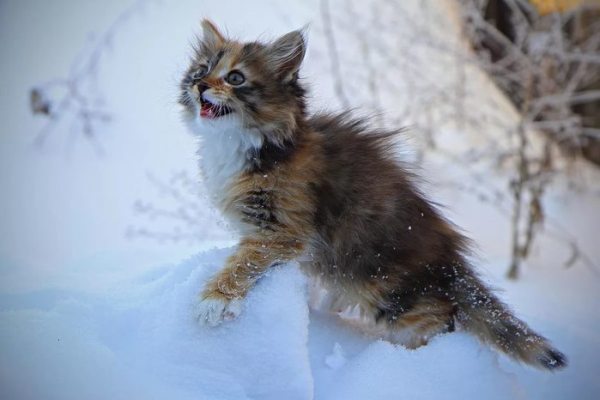 Я вам, люди, всё забуду