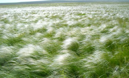 Ковыль трава -святая