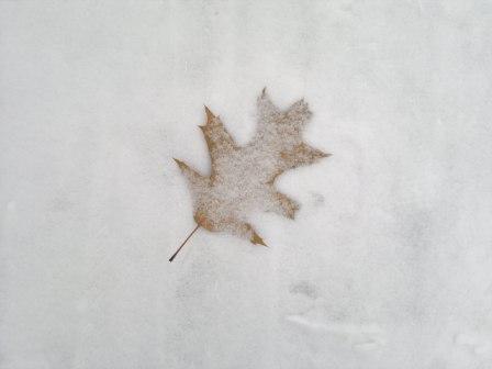 Собирая листья ноября