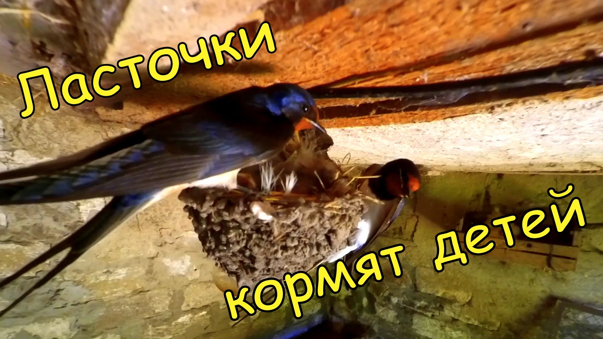 Где ласточки проводят лето. Птенец ласточки. Ласточка кормит птенцов. Птенцы деревенской ласточки. Желторотики ласточки.