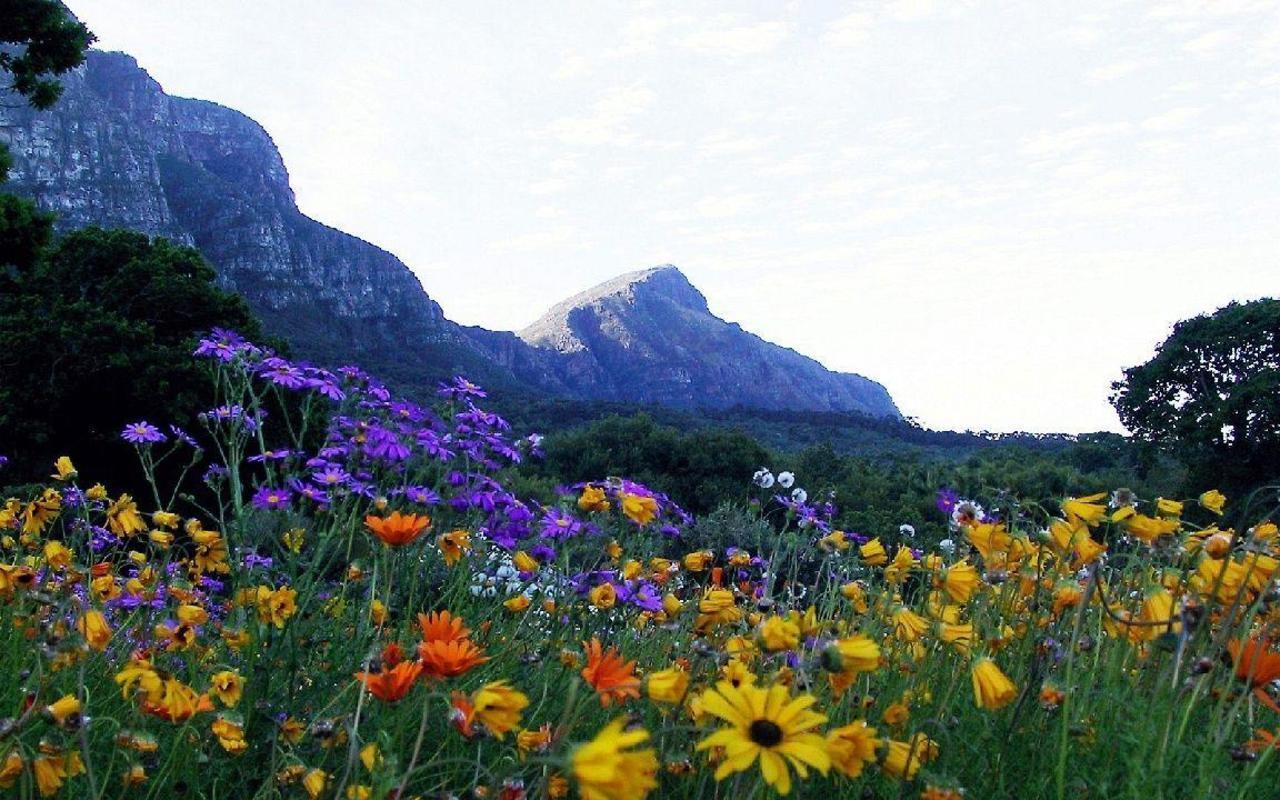 Оттенки разные цветенья!