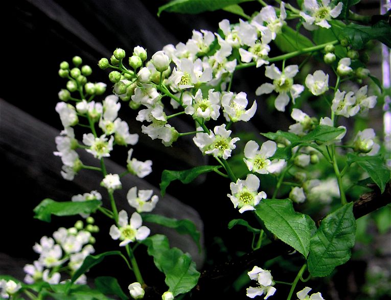 Может, любовь