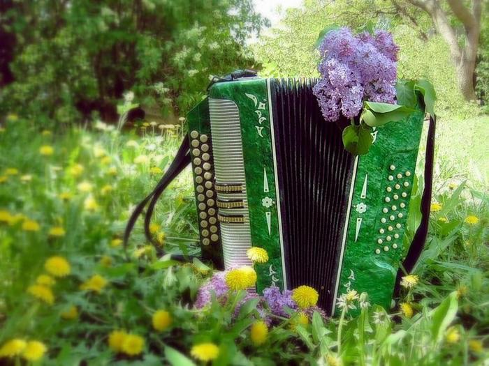 Моя гармошечка