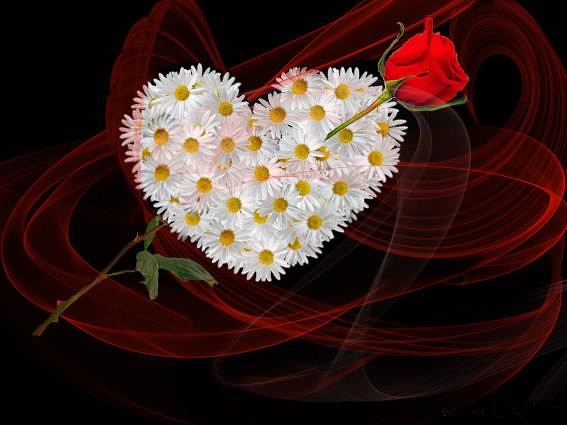 нежность моя в сердце