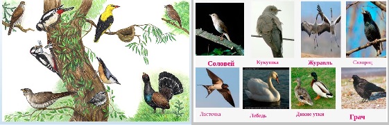 Где вы теперь, грачи, скворцы, стрижи?
