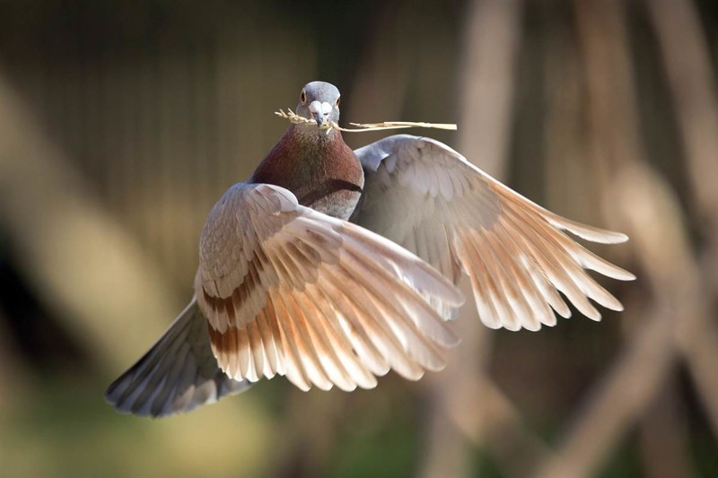 Пусть буду светло-серой я..