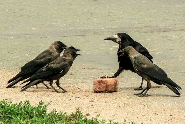 Кыш, Гаврики! К раздаче опоздали!!!