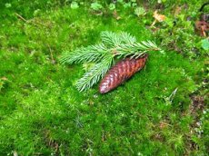 Лес нас бережно лечит