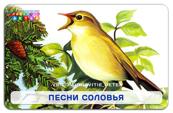 Для кого пел соловей?