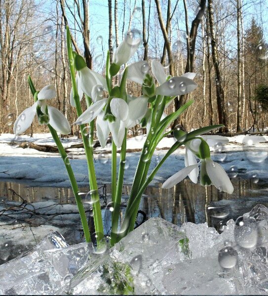 3224 Вереница 3253 Орудие мести