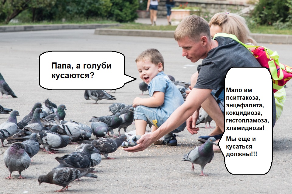 Сизые Голуби..