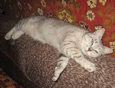 Коврик для кошки
