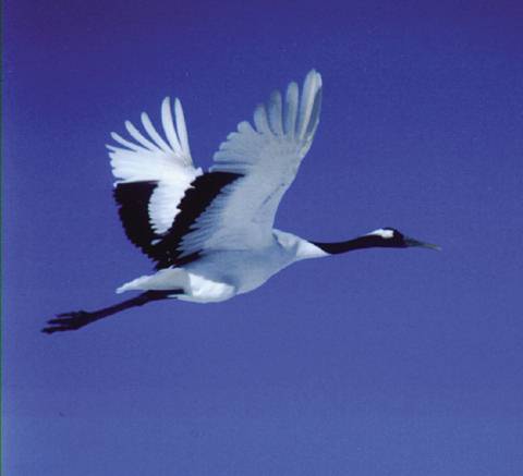 Я не из тех, кто рад в руках синице