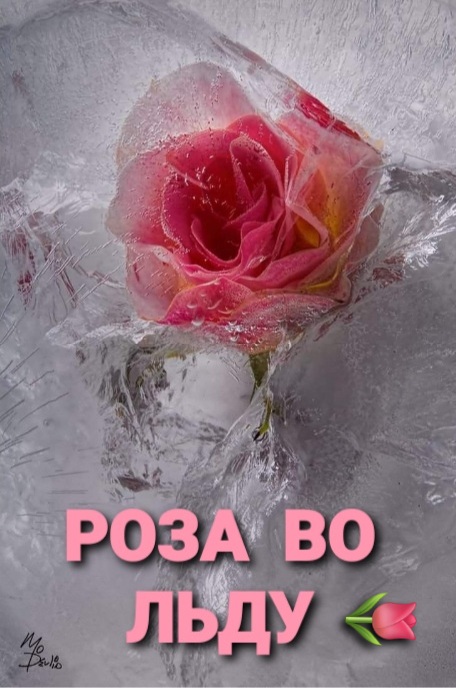 РОЗА ВО ЛЬДУ