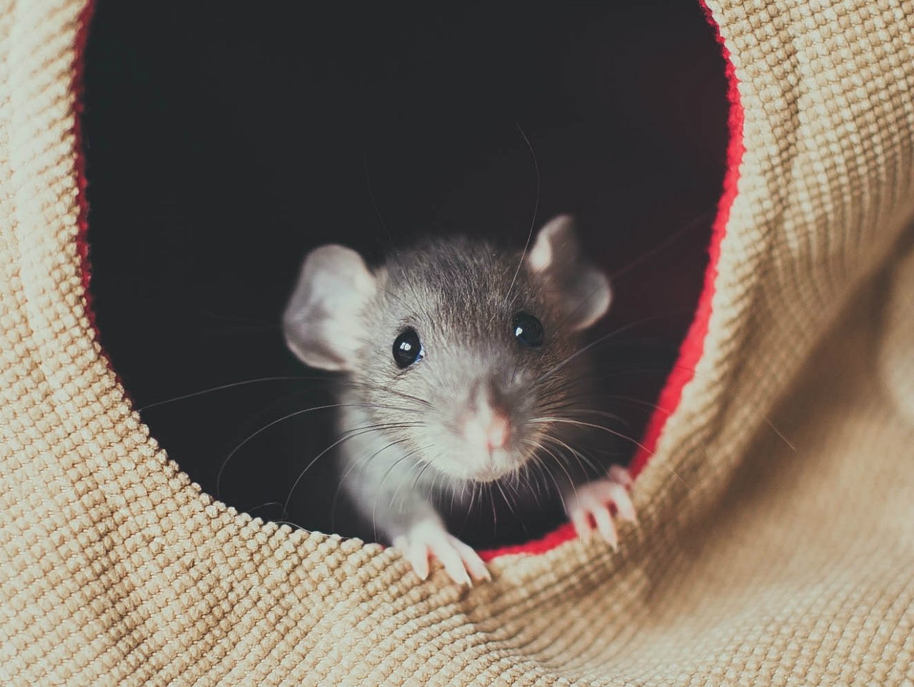 Мыши домашние животные