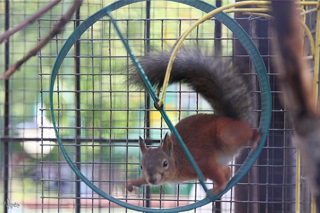 27. 07. 2017 Боль, чтобы запомнить