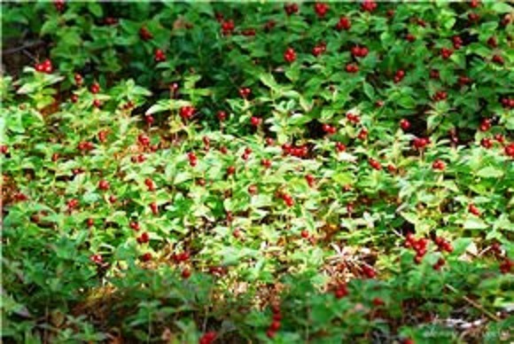 Июньскими тропками...