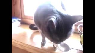 Барсик помог