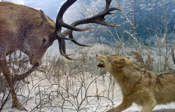 Жестокий бой