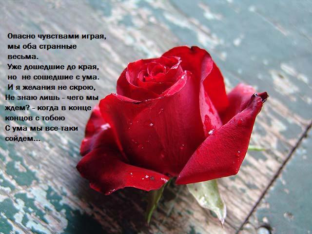 Забудь слова чувства. Красивые стихи о чувствах. Красивые слова про розы. Стихотворение про чувства. Стихи о чувствах и эмоциях.