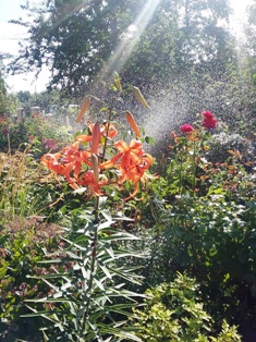 Солнышко. Веселинка Стойкович