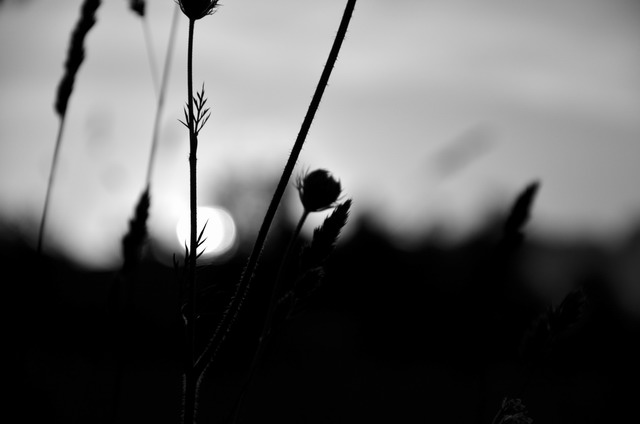 Малое в большом - 2017, июль