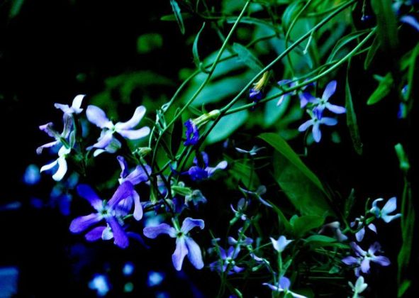 Виновата маттиола