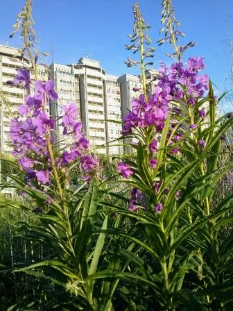 Солнечное утро