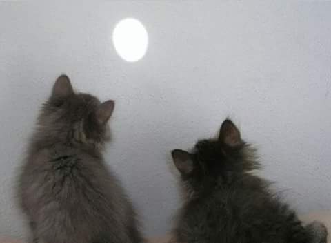 Ребята- котята, игра