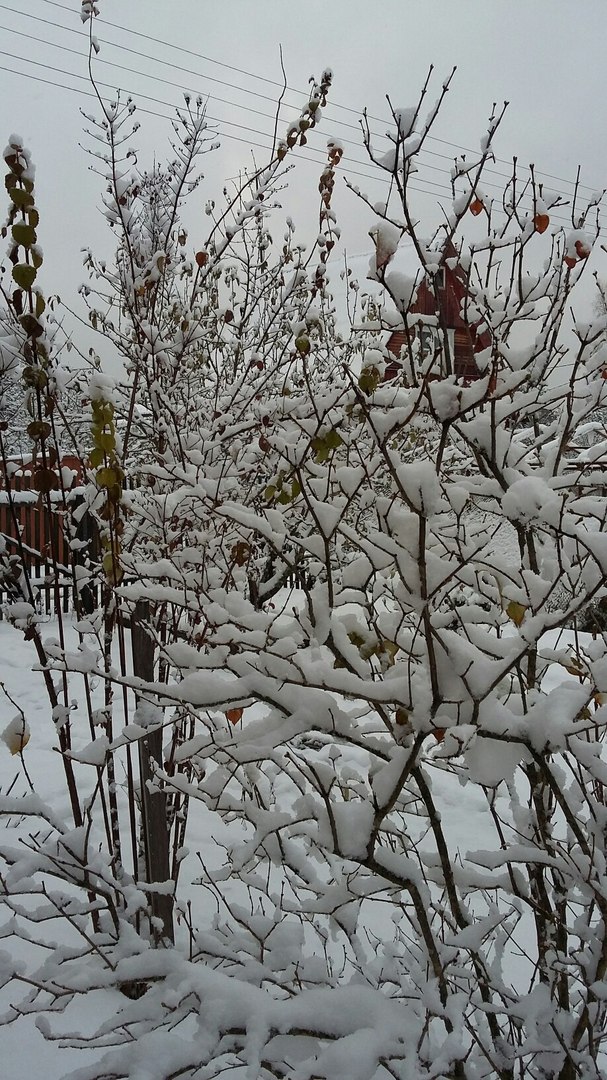 Первый снег