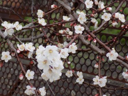 Большое солнце 2. Веселинка Стойкович