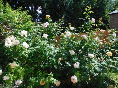 О, пряный аромат английской розы! Сонет