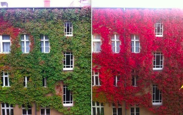 Зелёное - когда-нибудь краснеет (Илья Волотов) / Стихи.ру