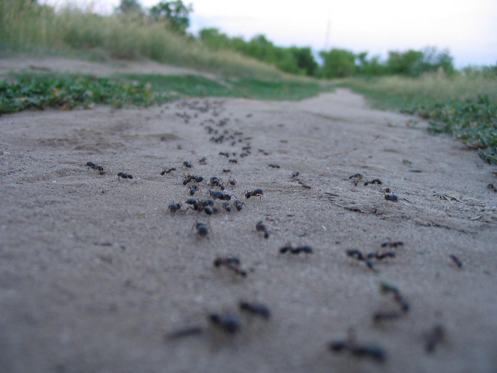 Побежал по земле. Дорожка муравьев. Муравьиные дороги. Дороги муравьев. Муравьи на дороге.