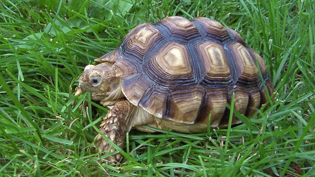 Turtle x. Черепаха. Животные черепаха. Наземные черепахи. Красивая черепаха.