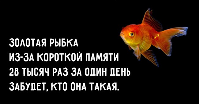 Благодарствую, мой Король...