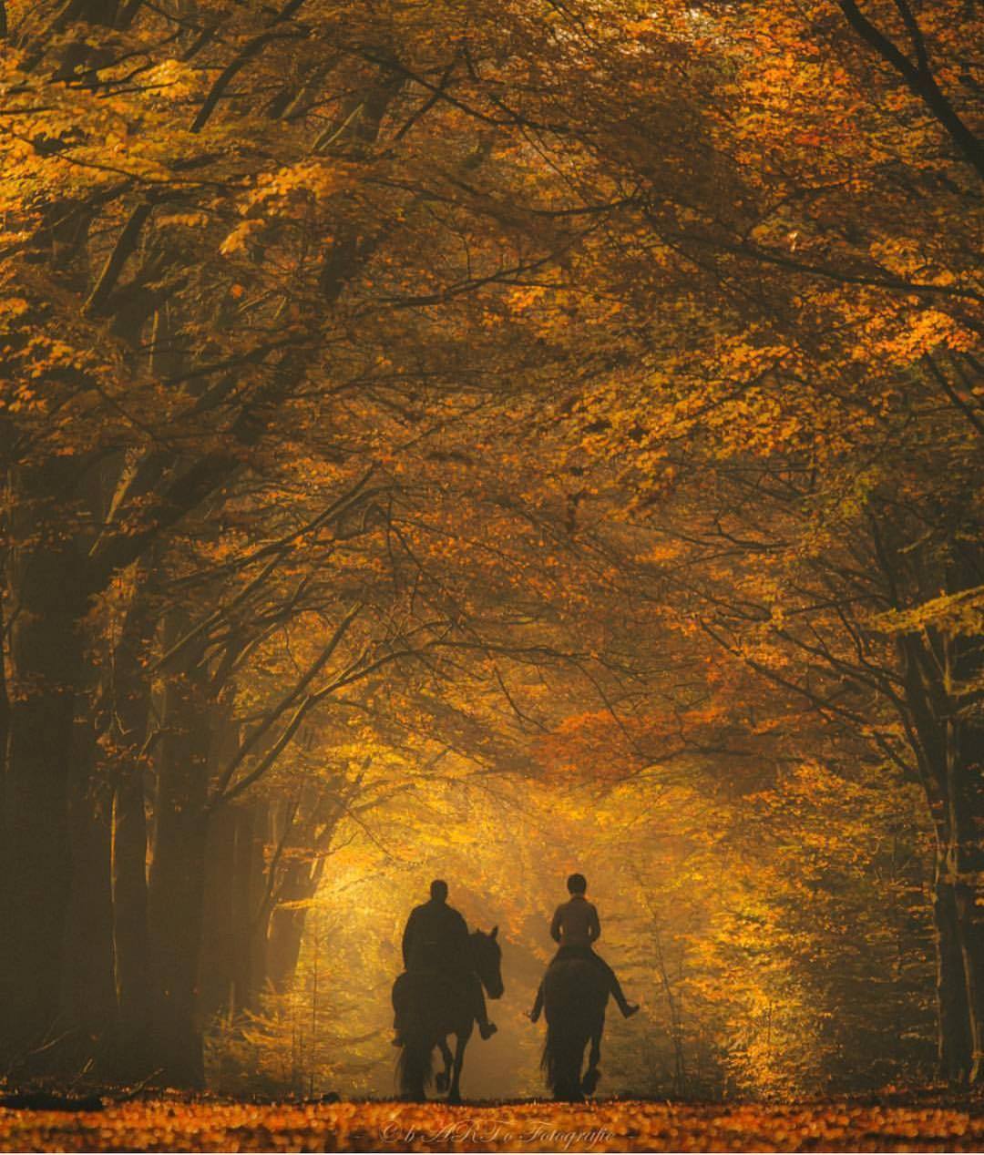 Наш старый парк давно осиротел