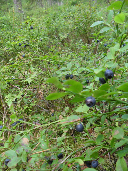 Про чернику