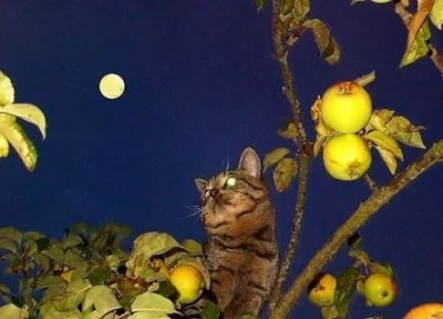 Сады слов
