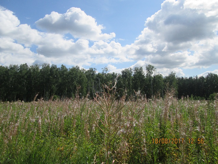 Ещё у лета...