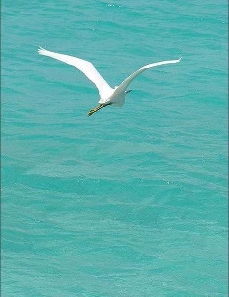 Танец чайки над водой