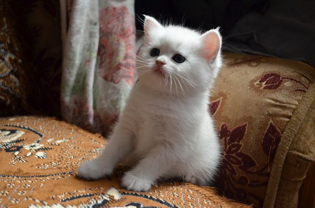 Котёнок-ребёнок