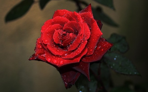 Не будет искриться звезда...