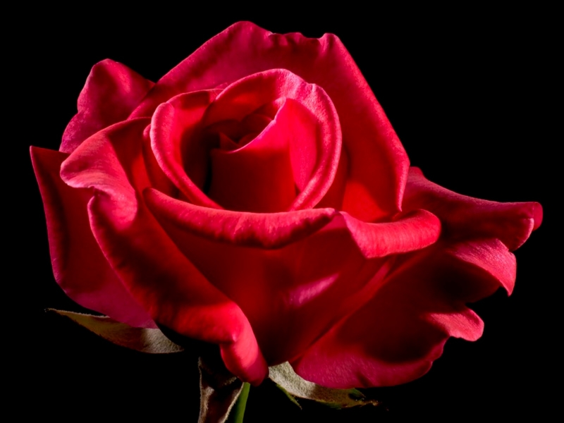 Аленькие Розы